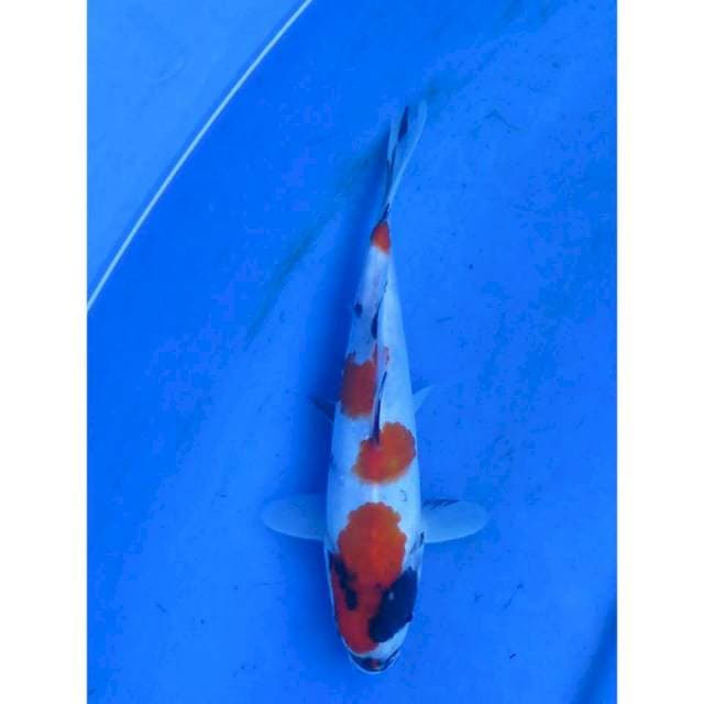 20cm - Kindai Showa Tategoi