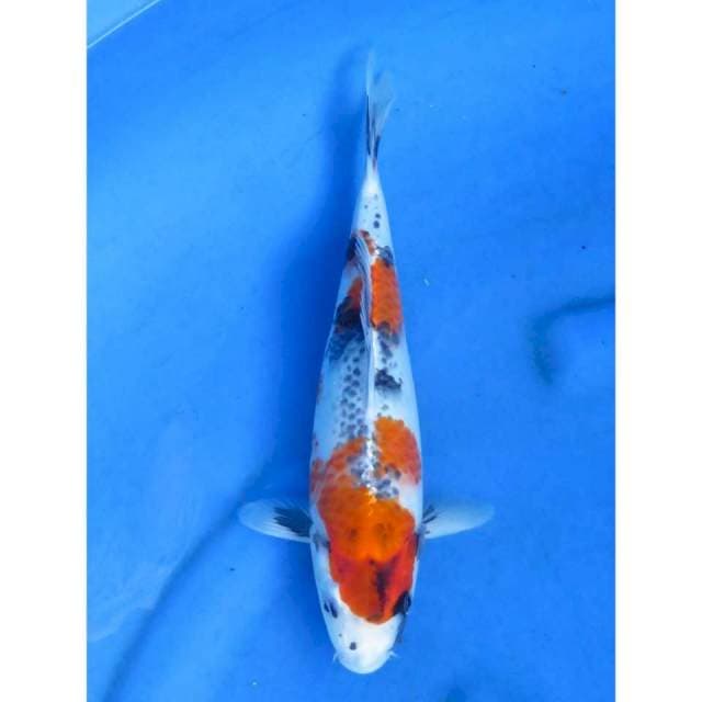27cm - Showa Goshiki Tategoi