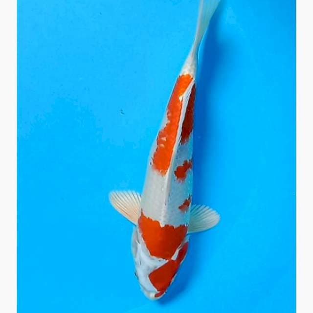 Kohaku hikai