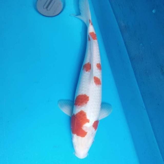 Kohaku Sakura 37 cm