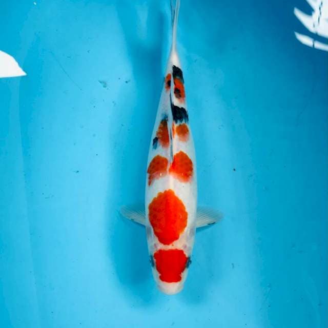 Maruten Sanke, 30 cm