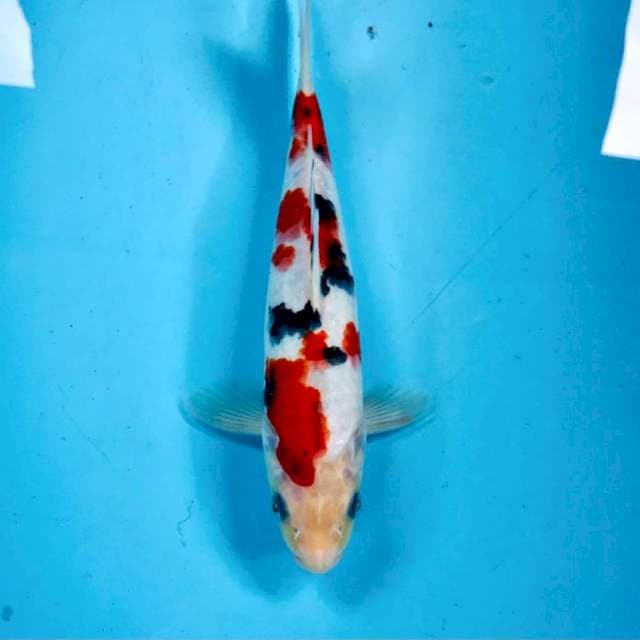 Koromo Sanke, 25 cm