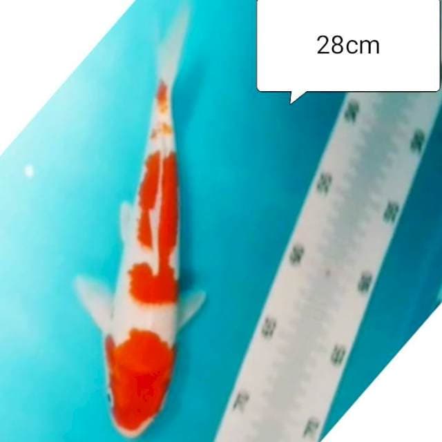 KOHAKU DOIT 29cm