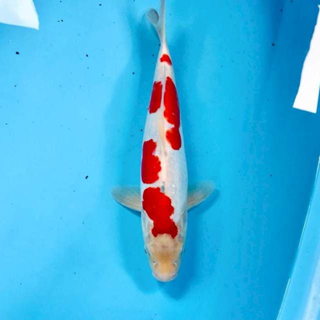 Doitsu, male 31 cm