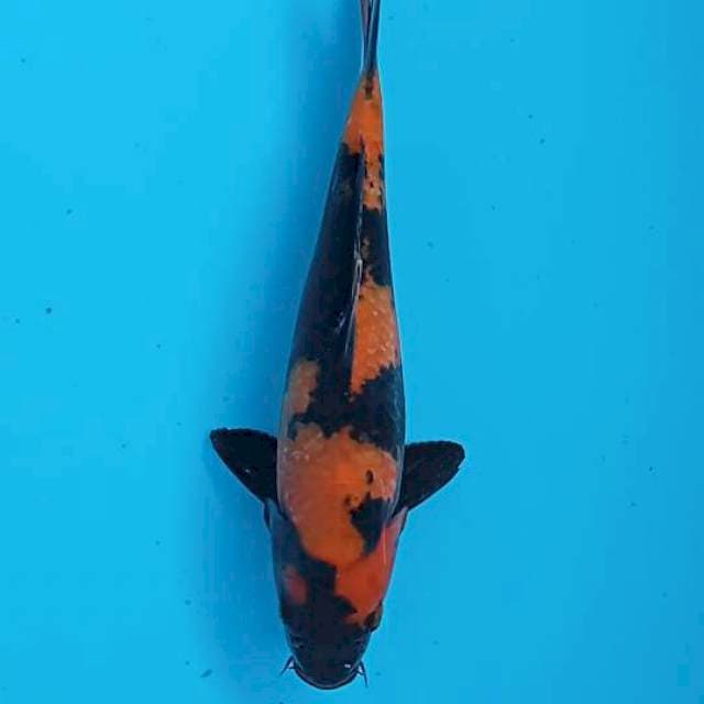 Hi utsuri 26cm