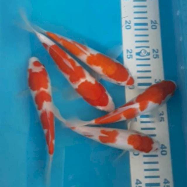 Kohaku 20-22 cm 5 ekor