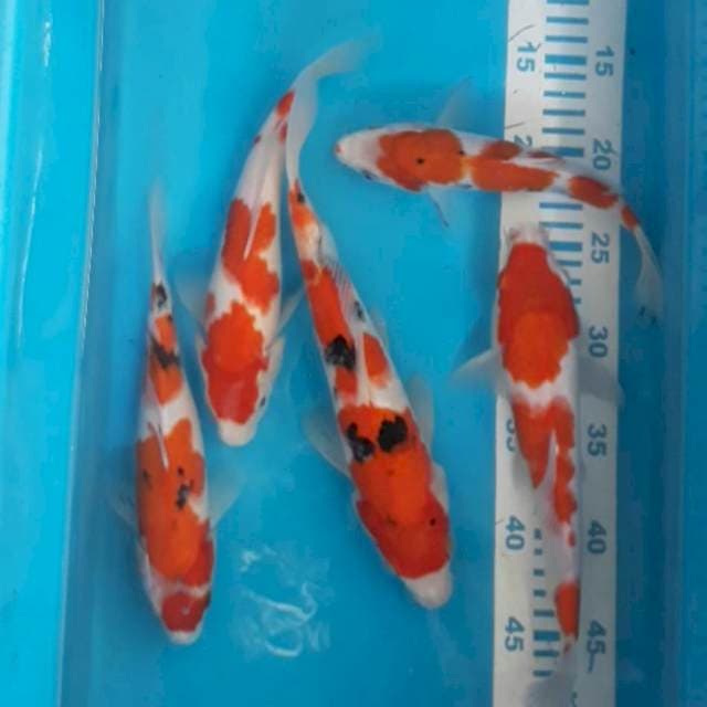 Kohaku sanke 21-27 cm 5 ekor
