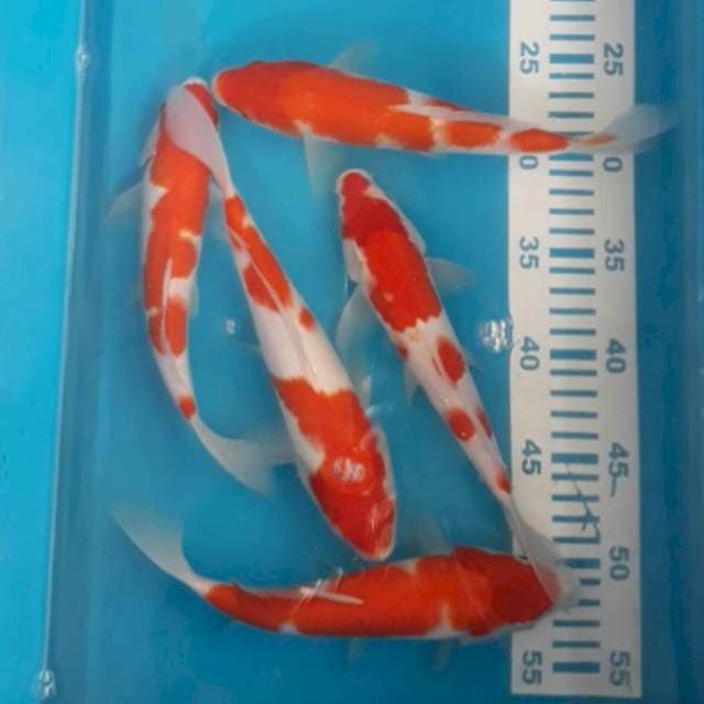 Kohaku 23-25 cm 5 ekor