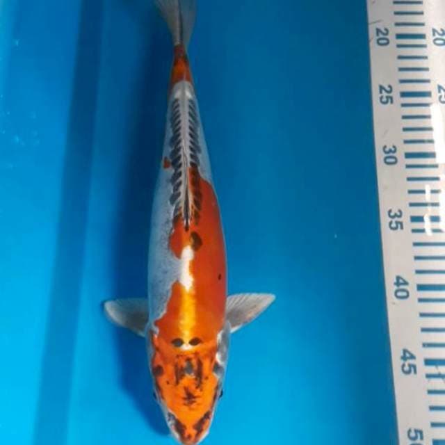 Kiko 34 cm Male