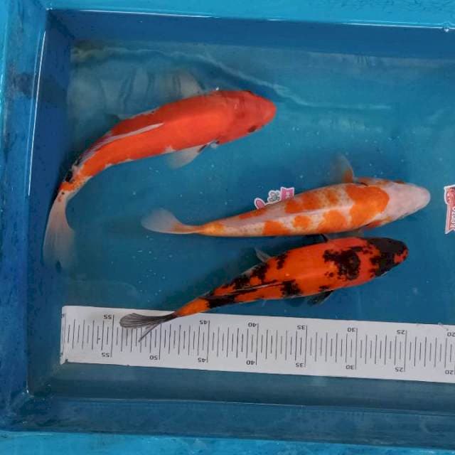 Paket mix 3ekor