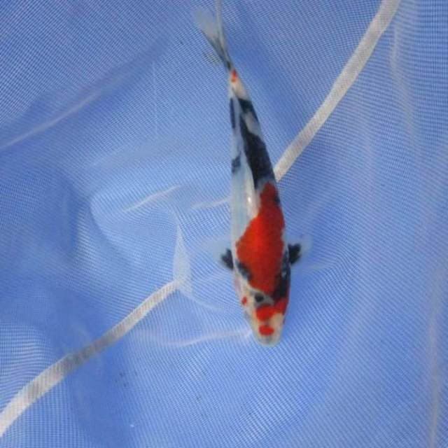 Showa sansoku