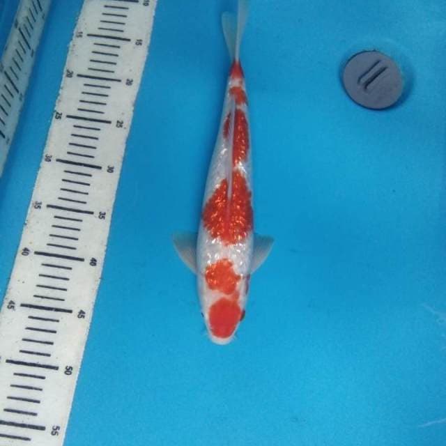 Kohaku Ginrin 33 cm