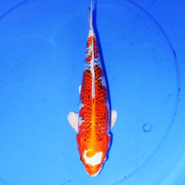 SHAITAMA KUJAKU 31cm