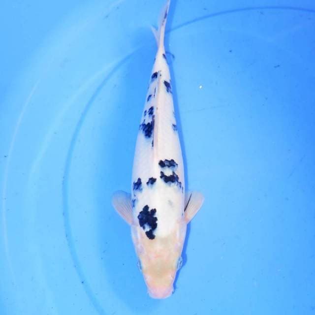 SHIMIZU BEKKO