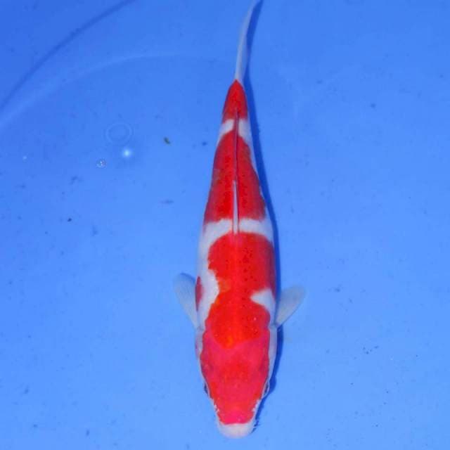 RYOKUZA KOHAKU