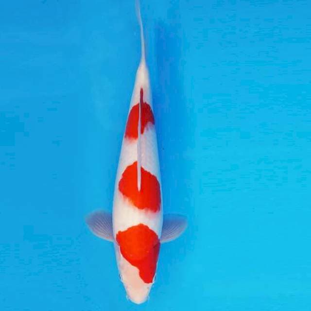 SORA 1 - KOHAKU ®