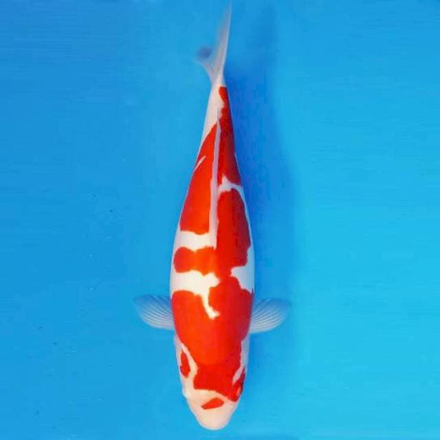 SORA 2 - KOHAKU DOITSU ®