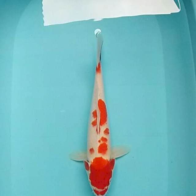 Kohaku-1