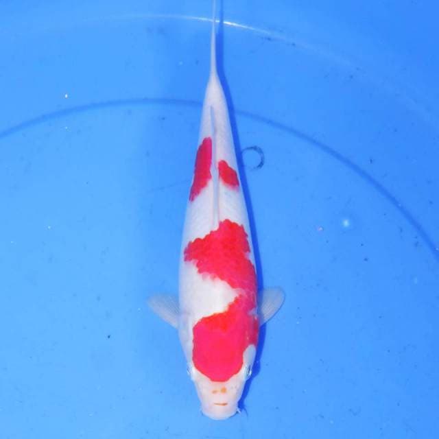 RAPI KOHAKU