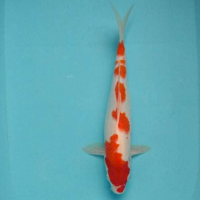 Kohaku ori