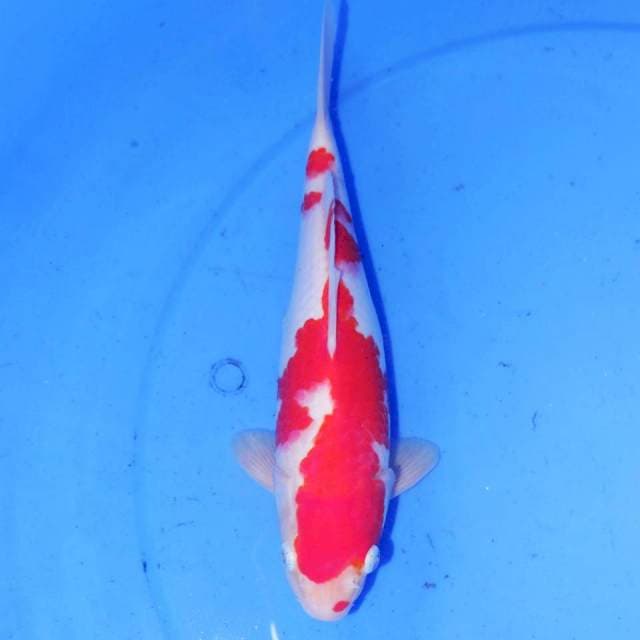 PROSPECT KOHAKU