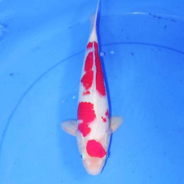 30cm RED DEVIL KOHAKU
