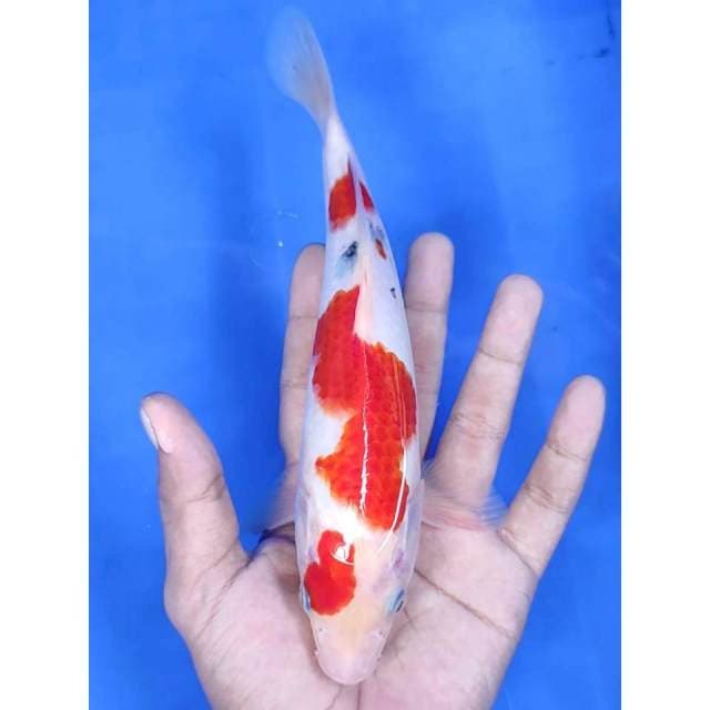 23 cm # SHANKE MULUS