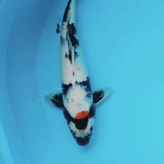 Showa 33cm