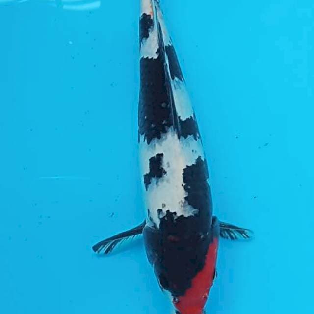 Tancho Showa 29cm