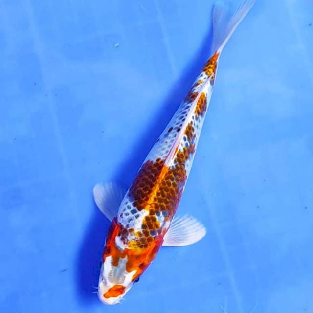 23 cm # KUJAKU