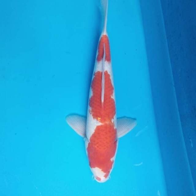 Kohaku 40 cm