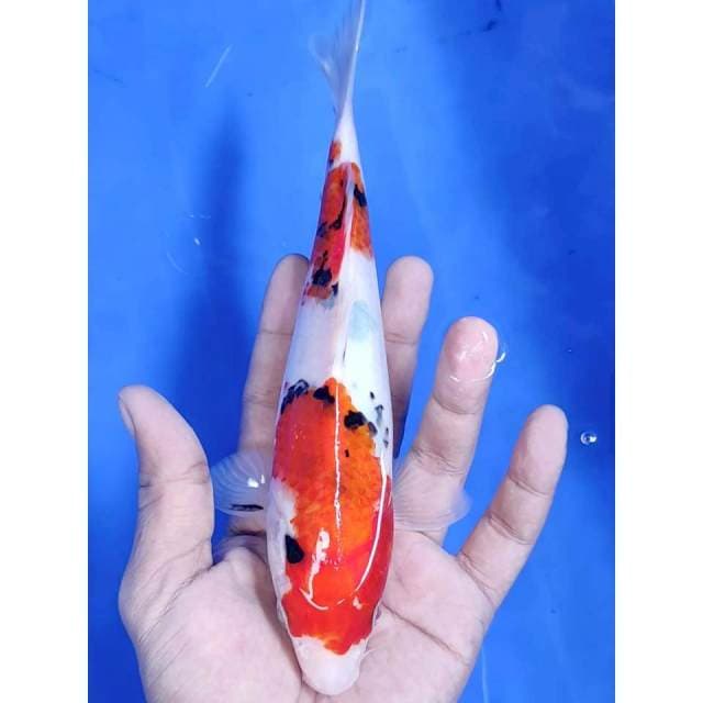 22 cm # MINION SHANKE
