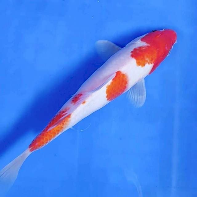 22 cm #MINION KOHAKU