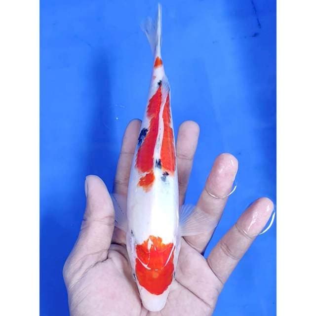23 cm #SHANKE