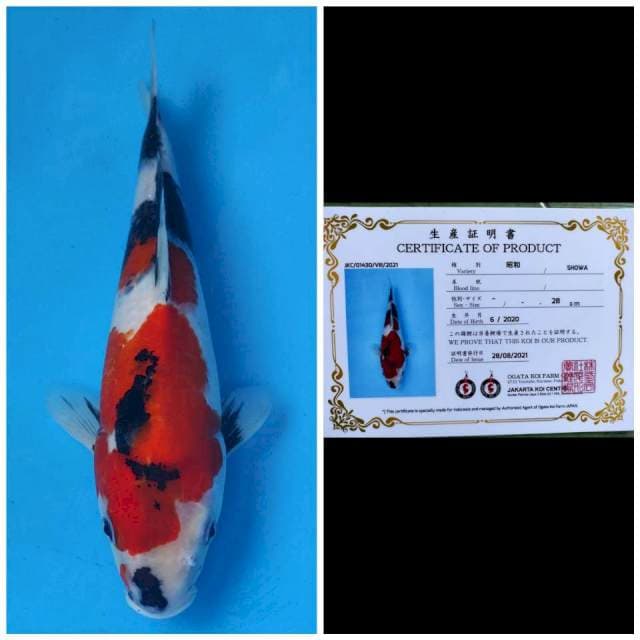 Ogata Showa