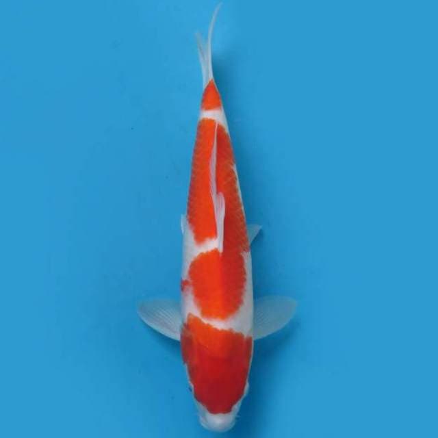 Kohaku 38bu