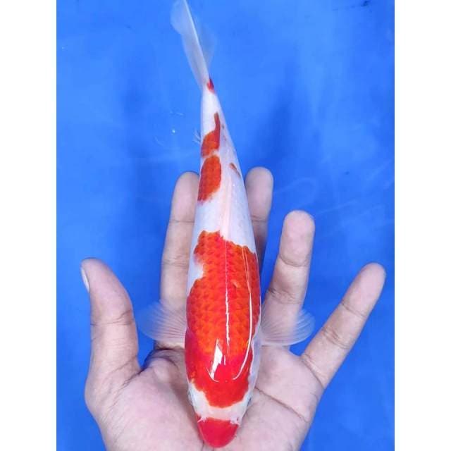 23cm # MINION KOHAKU