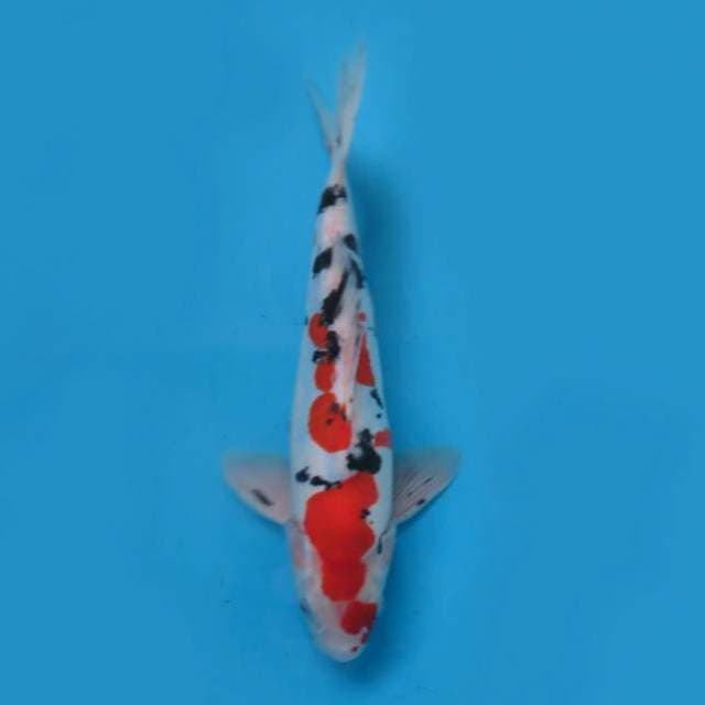 Sanke 28cm
