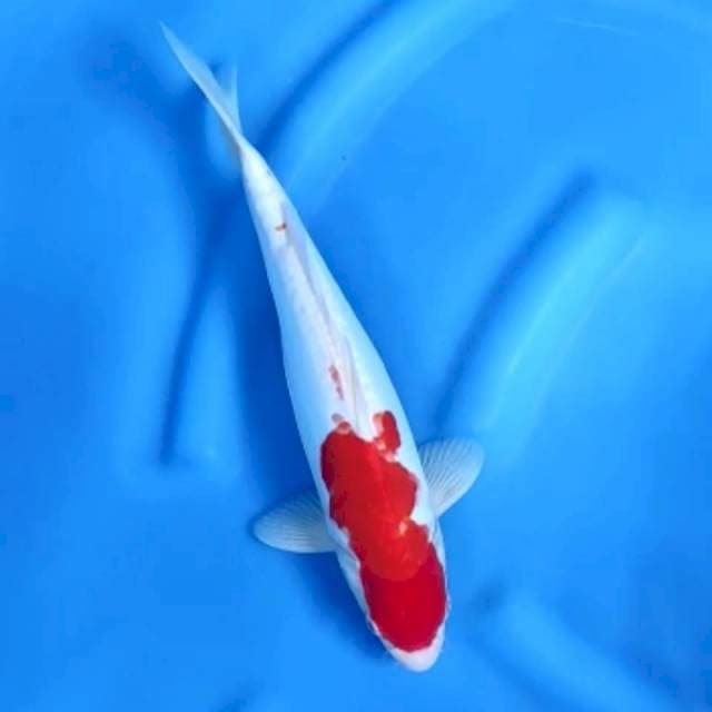 3. Kohaku || 32 cm || Jantan