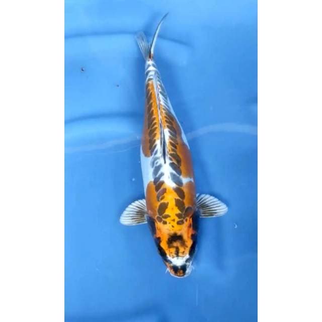 5. Kiko Berpunuk || 37 cm