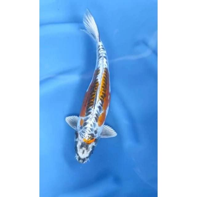 6. Kiko Mantap || 37 cm