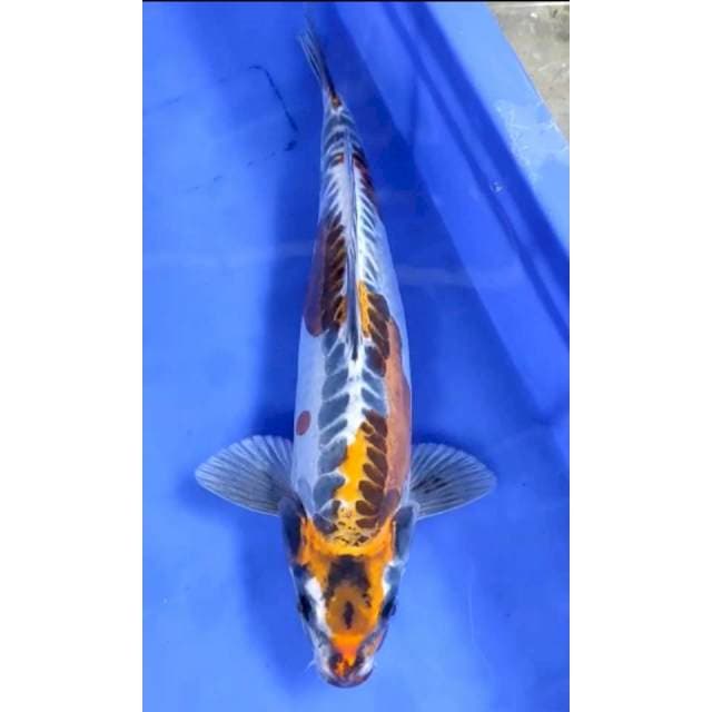 7. Kiko || 30 cm || Jantan