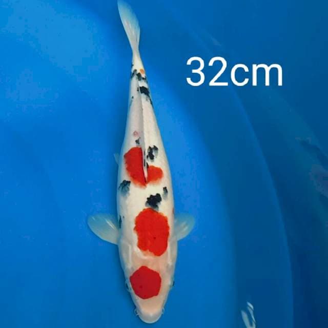 Sanke 32cm