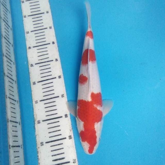 Kohaku 35 cm