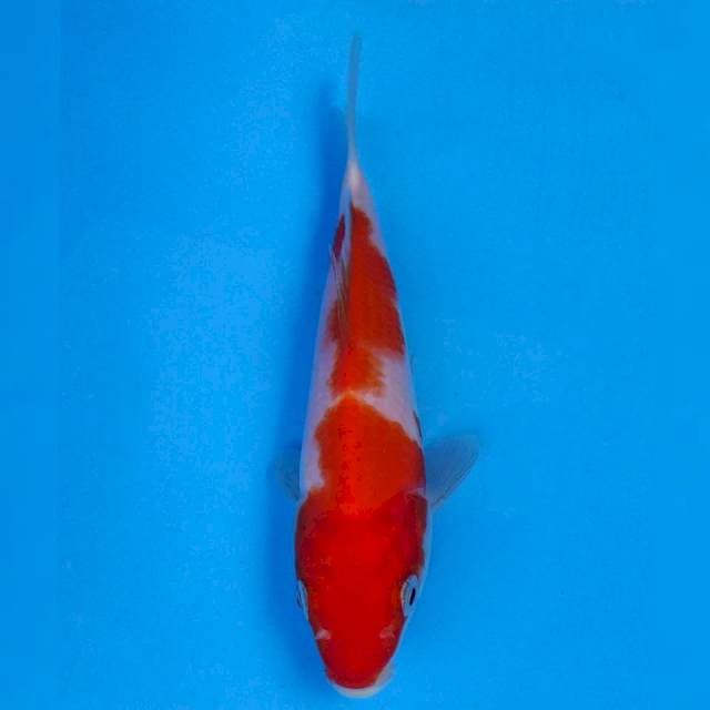 Kohaku Import non serti