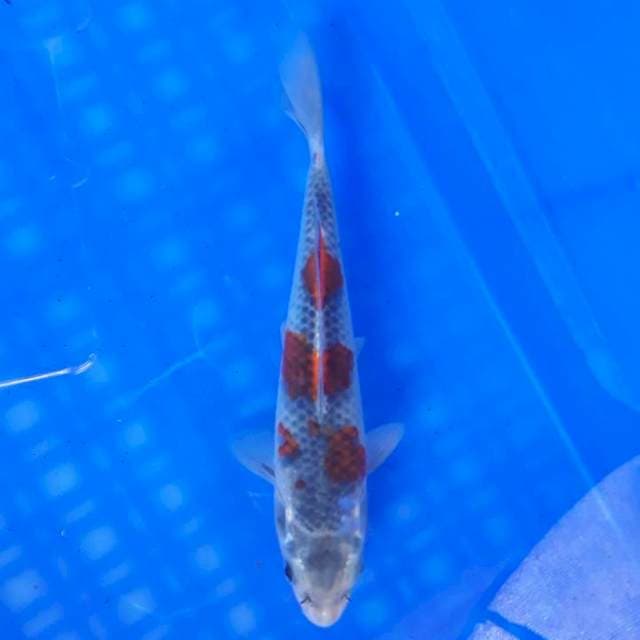 Kuro Goshiki 17cm