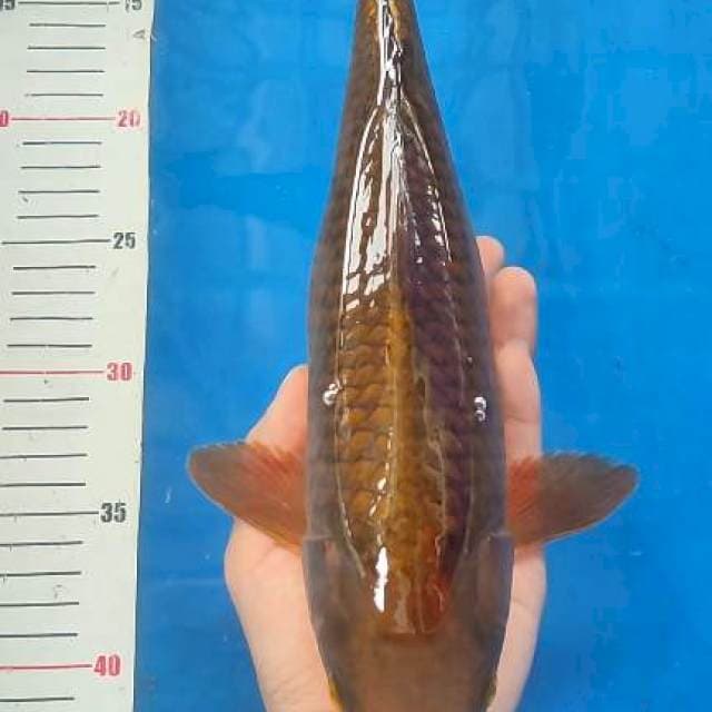 35cm cagoi tembaga bulky