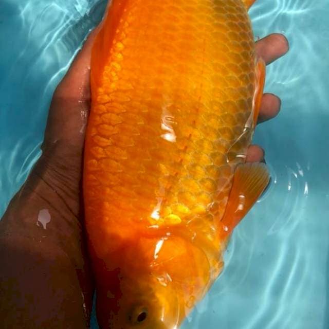 Karashi super manggo munuk bakat jumbo 35bu