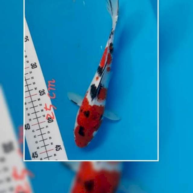 1 - SANKE 25cm