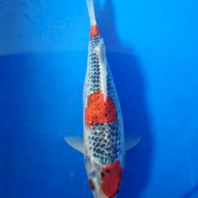 Ghosiki 25 cm